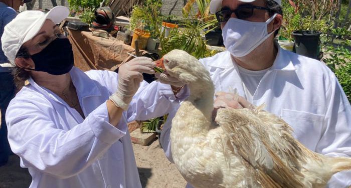 GRIPE AVIÁRIA: Agência de Defesa Agropecuária da Bahia adota medidas de emergência contra influenza aviária